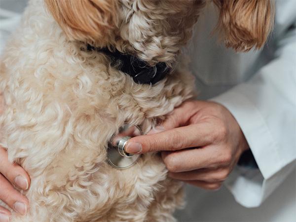 Mintz Advises VMG on Partnership with Scenthound